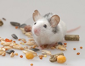[Image: cutest-mouse-photo-05.jpg]